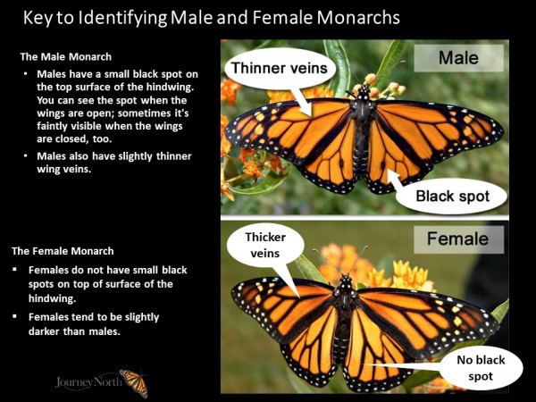 12-08-2020-monitoring-overwintering-monarchs-in-southeastern-us